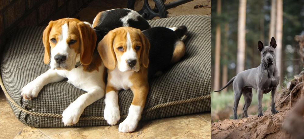 Thai Ridgeback vs Beagle - Breed Comparison