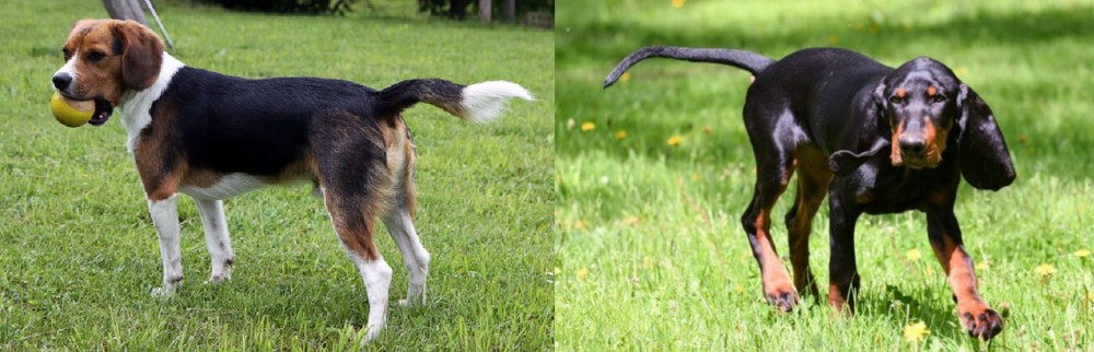 Black and Tan Coonhound vs Beaglier - Breed Comparison