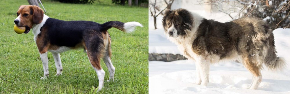 Caucasian Shepherd vs Beaglier - Breed Comparison