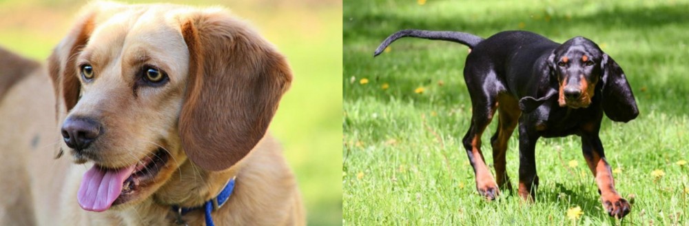 Black and Tan Coonhound vs Beago - Breed Comparison