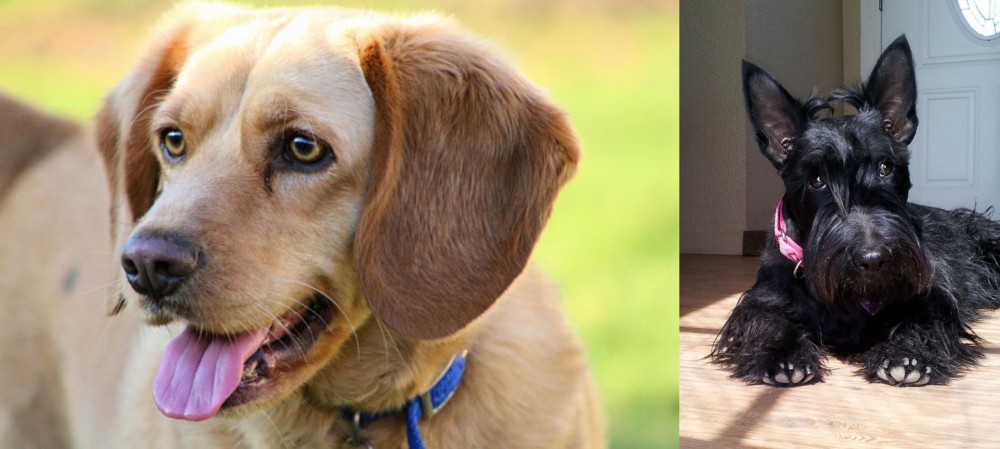 Scottish Terrier vs Beago - Breed Comparison