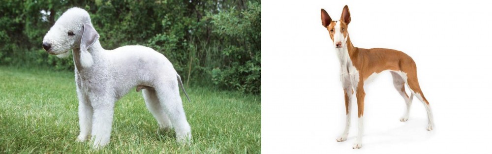 Ibizan Hound vs Bedlington Terrier - Breed Comparison