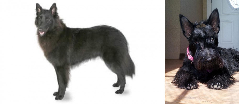 Scottish Terrier vs Belgian Shepherd - Breed Comparison