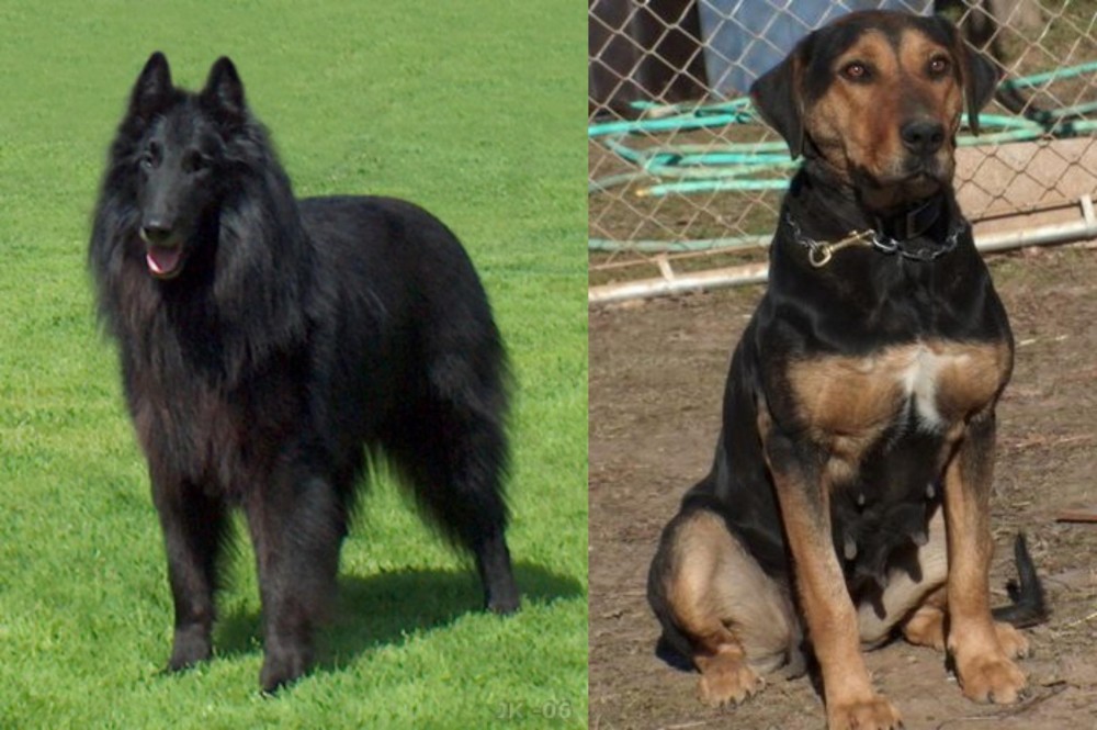 New Zealand Huntaway vs Belgian Shepherd Dog (Groenendael) - Breed Comparison