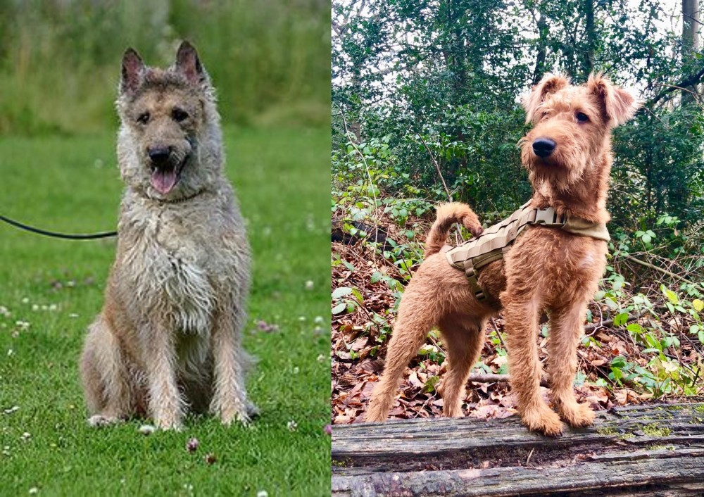Irish Terrier vs Belgian Shepherd Dog (Laekenois) - Breed Comparison