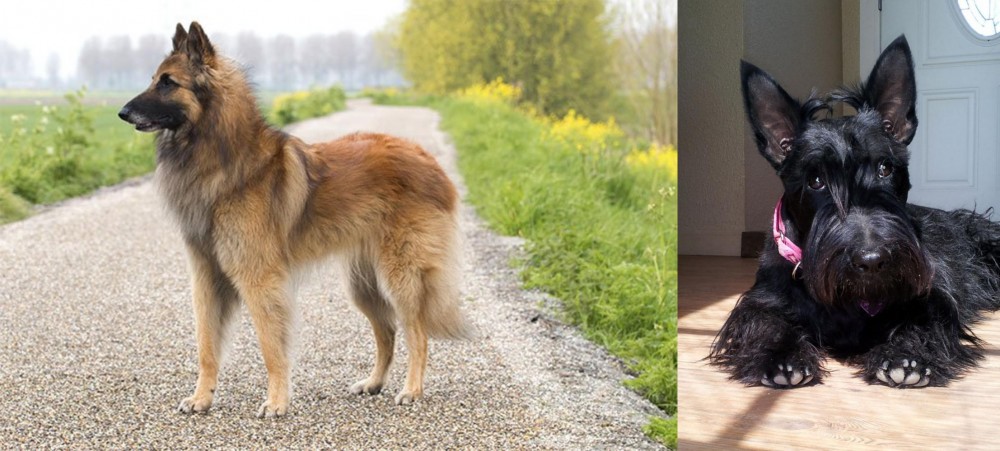 Scottish Terrier vs Belgian Shepherd Dog (Tervuren) - Breed Comparison