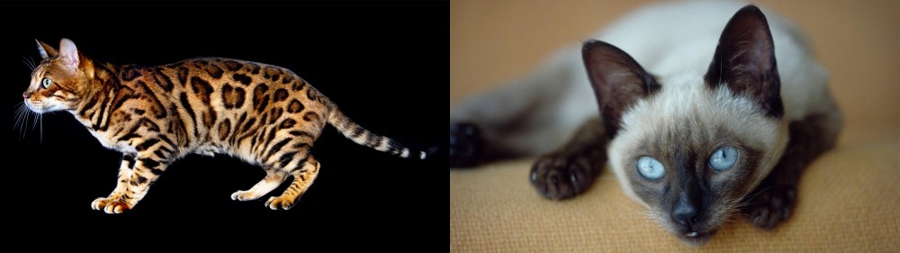 Siamese vs Bengal - Breed Comparison