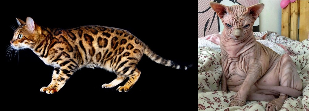 Sphynx vs Bengal - Breed Comparison