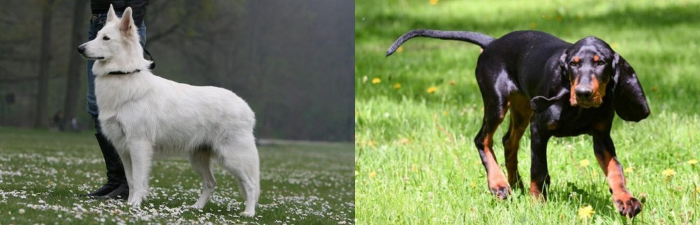 Black and Tan Coonhound vs Berger Blanc Suisse - Breed Comparison