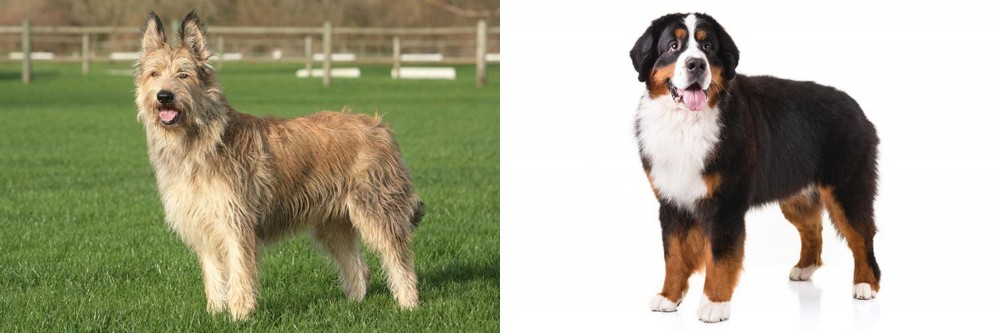Bernese Mountain Dog vs Berger Picard - Breed Comparison