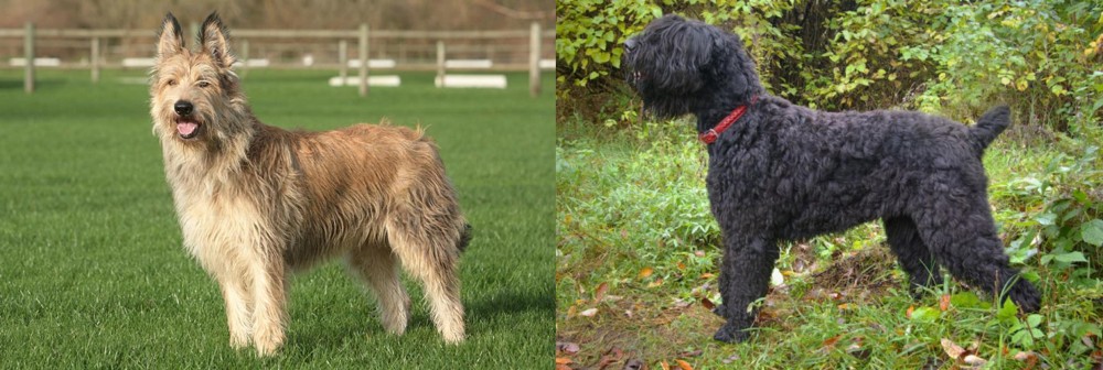 Black Russian Terrier vs Berger Picard - Breed Comparison
