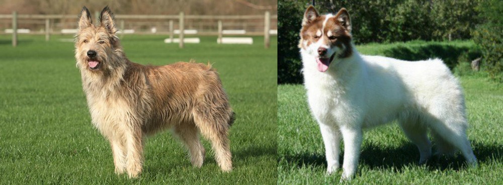 Canadian Eskimo Dog vs Berger Picard - Breed Comparison