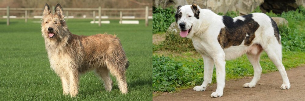 Central Asian Shepherd vs Berger Picard - Breed Comparison
