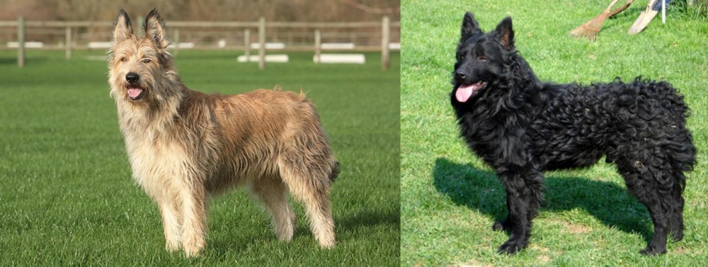 Croatian Sheepdog vs Berger Picard - Breed Comparison