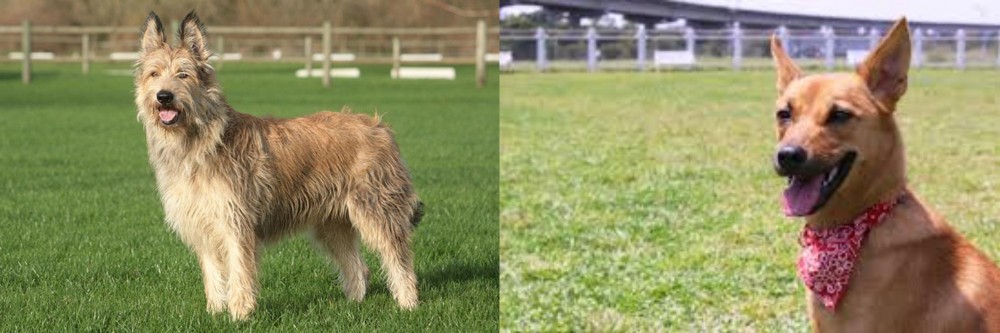 Formosan Mountain Dog vs Berger Picard - Breed Comparison