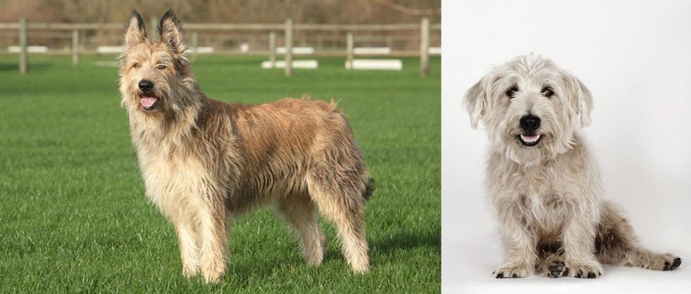 Glen of Imaal Terrier vs Berger Picard - Breed Comparison