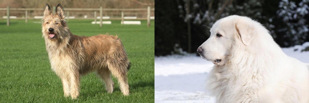 Great Pyrenees vs Berger Picard - Breed Comparison