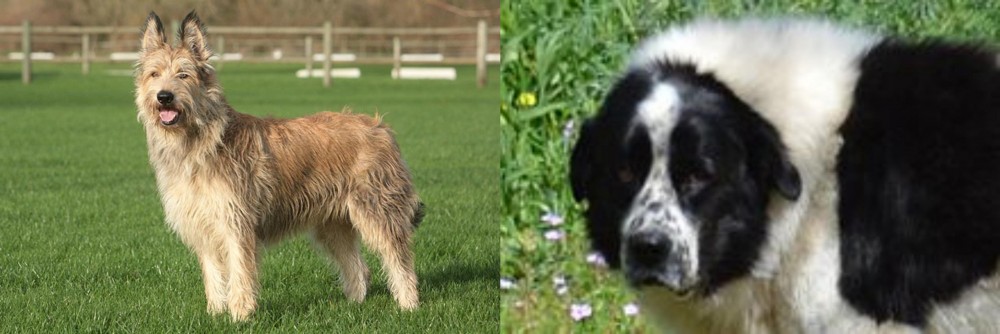 Greek Sheepdog vs Berger Picard - Breed Comparison