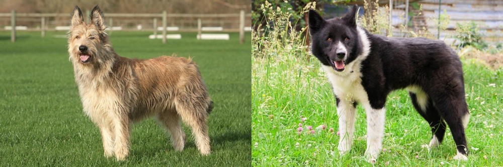 Karelian Bear Dog vs Berger Picard - Breed Comparison