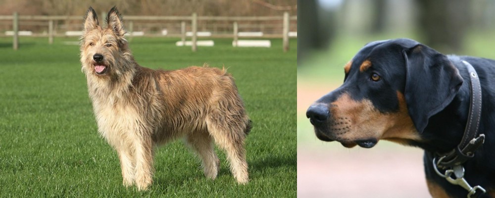 Lithuanian Hound vs Berger Picard - Breed Comparison