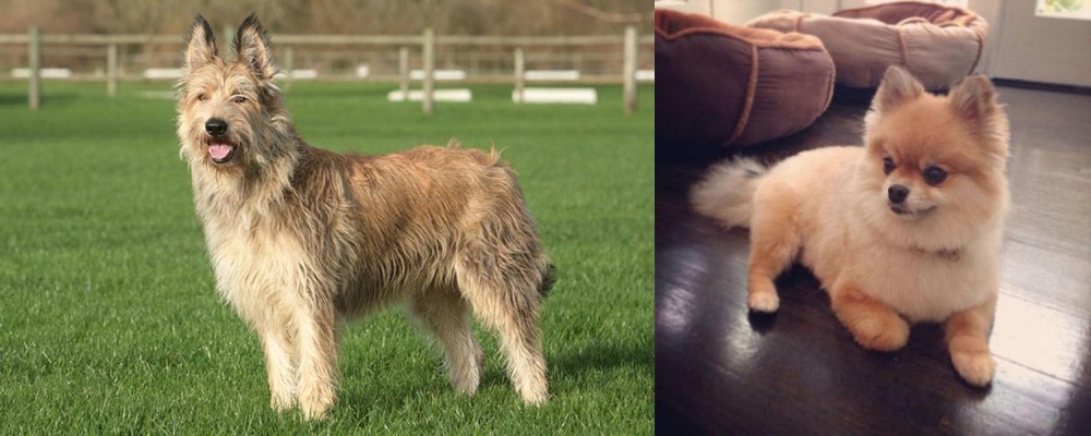 Pomeranian vs Berger Picard - Breed Comparison