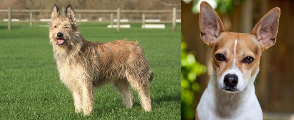 Rat Terrier vs Berger Picard - Breed Comparison