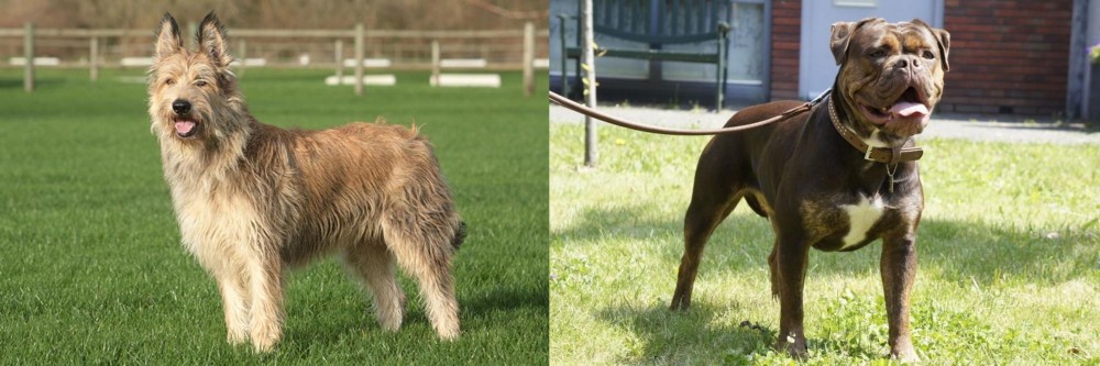 Renascence Bulldogge vs Berger Picard - Breed Comparison