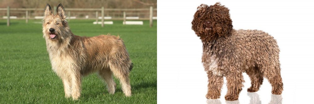 Spanish Water Dog vs Berger Picard - Breed Comparison