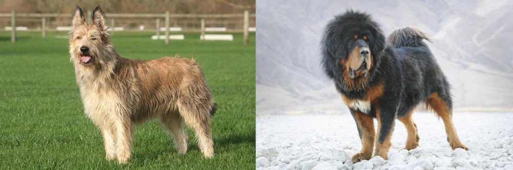 Tibetan Mastiff vs Berger Picard - Breed Comparison