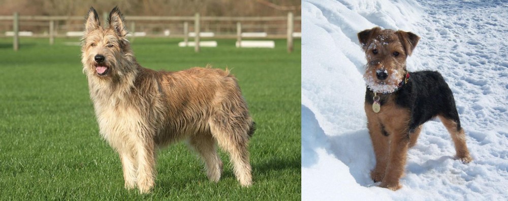 Welsh Terrier vs Berger Picard - Breed Comparison