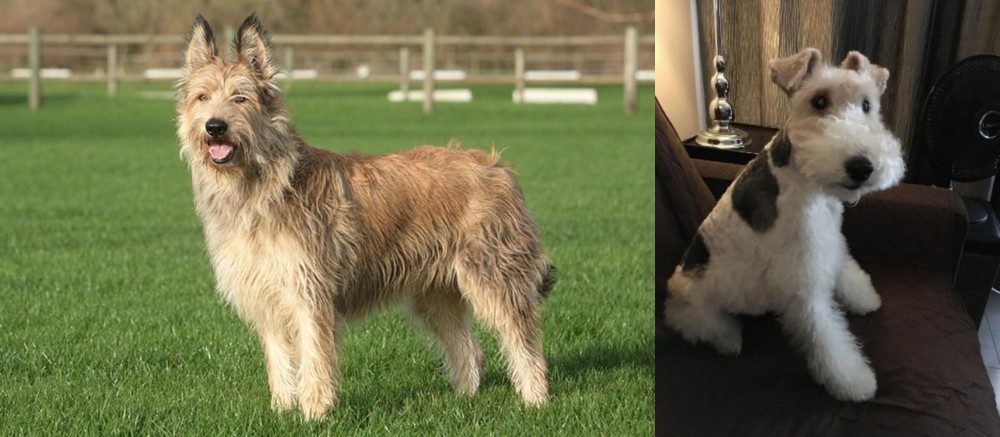 Wire Haired Fox Terrier vs Berger Picard - Breed Comparison