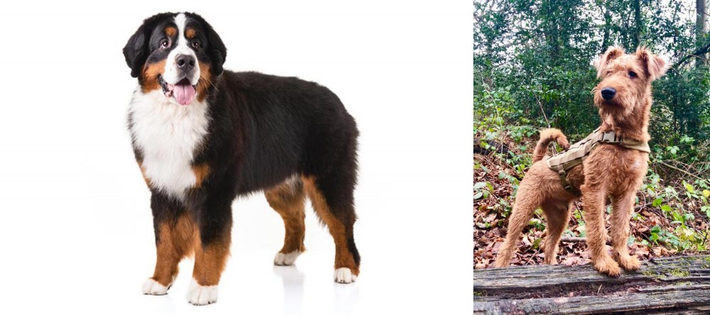 Irish Terrier vs Bernese Mountain Dog - Breed Comparison