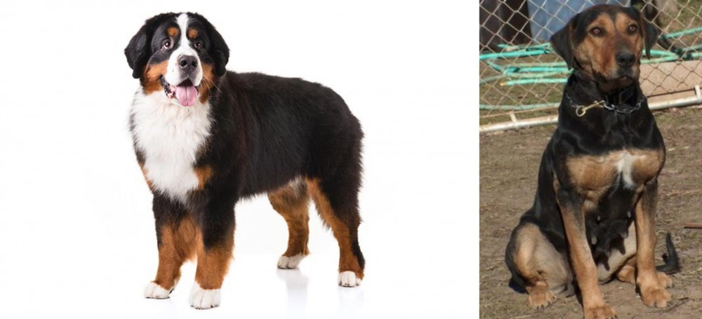 New Zealand Huntaway vs Bernese Mountain Dog - Breed Comparison