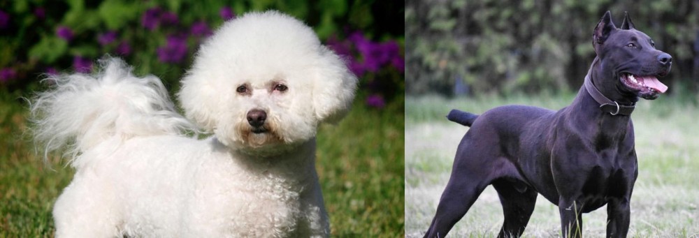 Canis Panther vs Bichon Frise - Breed Comparison