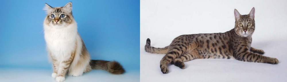 California Spangled Cat vs Birman - Breed Comparison