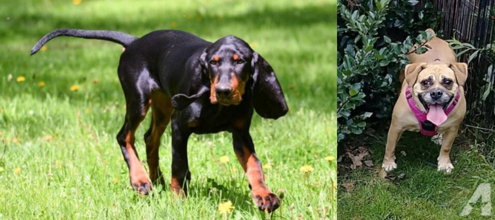 Beabull vs Black and Tan Coonhound - Breed Comparison