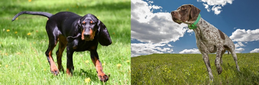 Braque Francais (Pyrenean Type) vs Black and Tan Coonhound - Breed Comparison