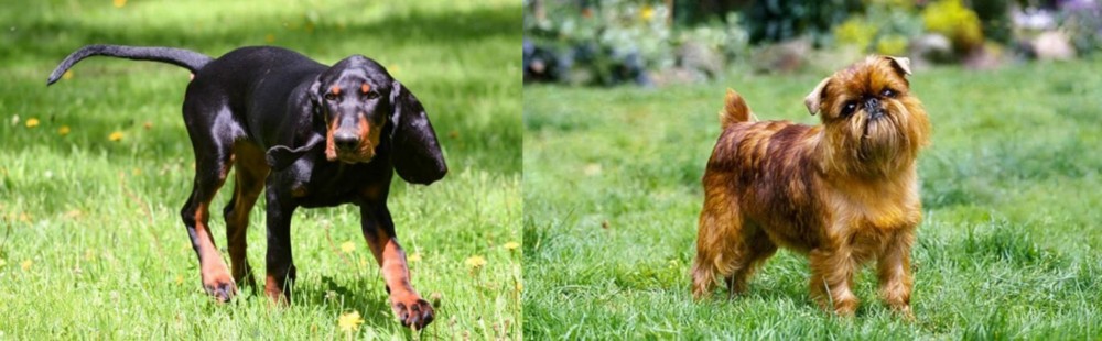 Brussels Griffon vs Black and Tan Coonhound - Breed Comparison