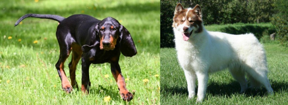 Canadian Eskimo Dog vs Black and Tan Coonhound - Breed Comparison
