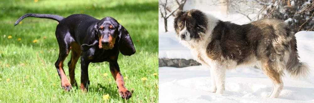 Caucasian Shepherd vs Black and Tan Coonhound - Breed Comparison