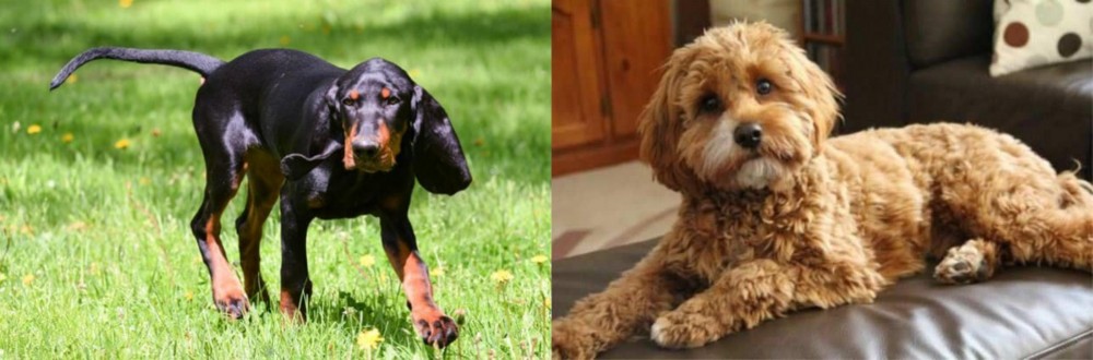 Cavapoo vs Black and Tan Coonhound - Breed Comparison