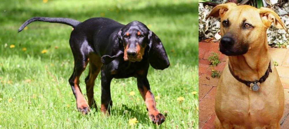 Combai vs Black and Tan Coonhound - Breed Comparison