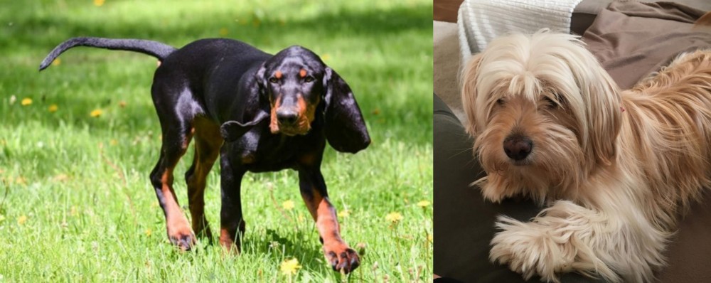 Cyprus Poodle vs Black and Tan Coonhound - Breed Comparison