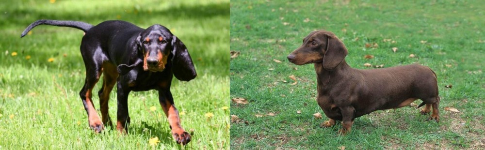 Dachshund vs Black and Tan Coonhound - Breed Comparison