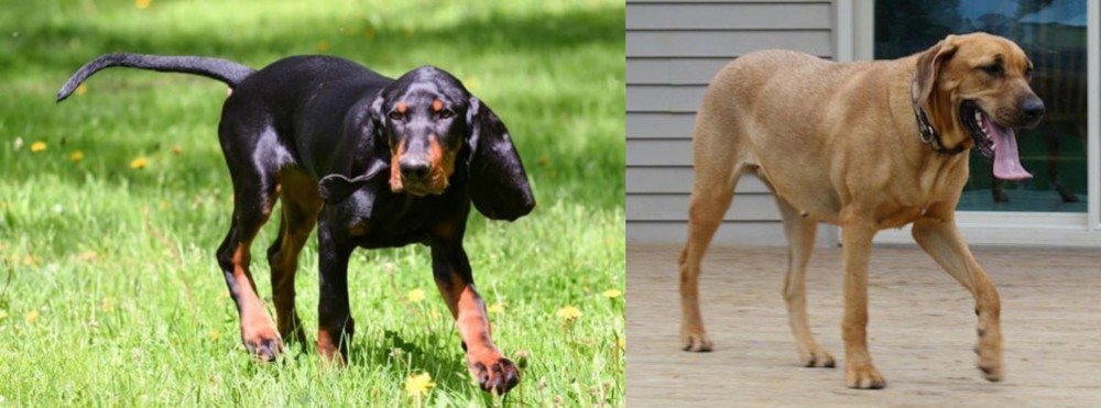 Danish Broholmer vs Black and Tan Coonhound - Breed Comparison