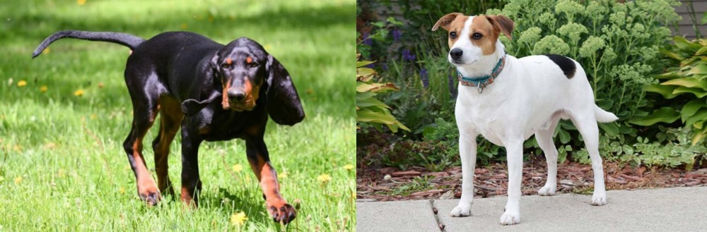 Danish Swedish Farmdog vs Black and Tan Coonhound - Breed Comparison