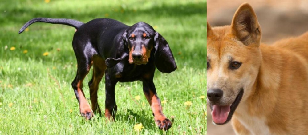 Dingo vs Black and Tan Coonhound - Breed Comparison