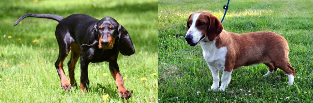 Drever vs Black and Tan Coonhound - Breed Comparison