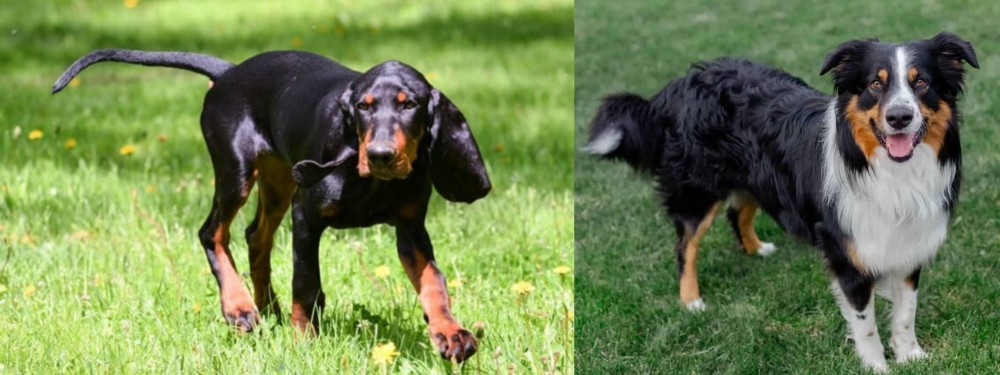 English Shepherd vs Black and Tan Coonhound - Breed Comparison
