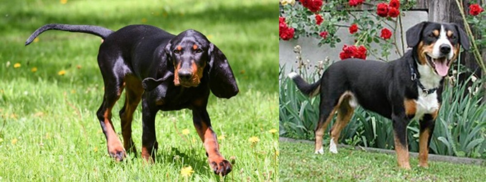 Entlebucher Mountain Dog vs Black and Tan Coonhound - Breed Comparison